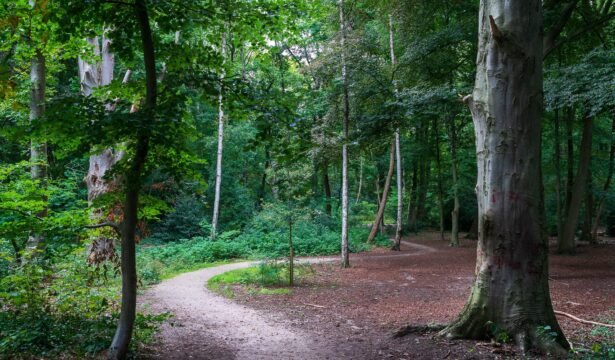 E-learning stressreductie in het samengestelde gezin